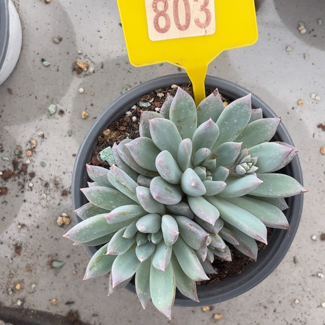 多肉植物白净803