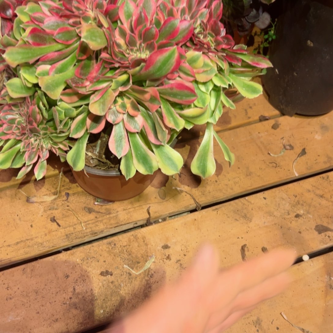 566 号多肉植物法师新年福利