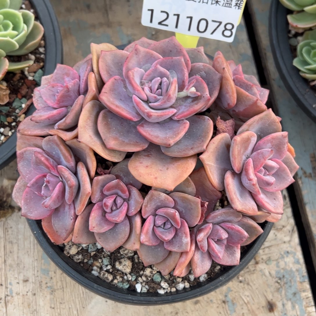 1211078 彩虹糖群身老桩