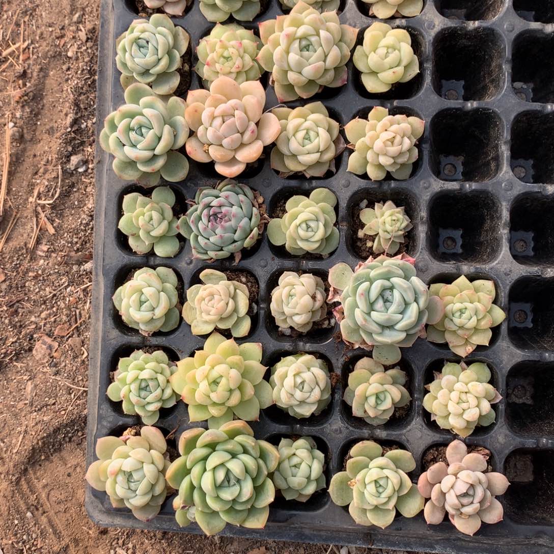 12-15号特价福利一组包邮