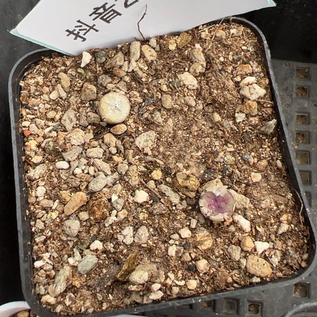 22-165十字纽扣多肉植物