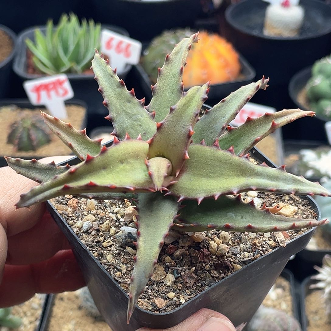 实生红刺芦荟 卡萨帝