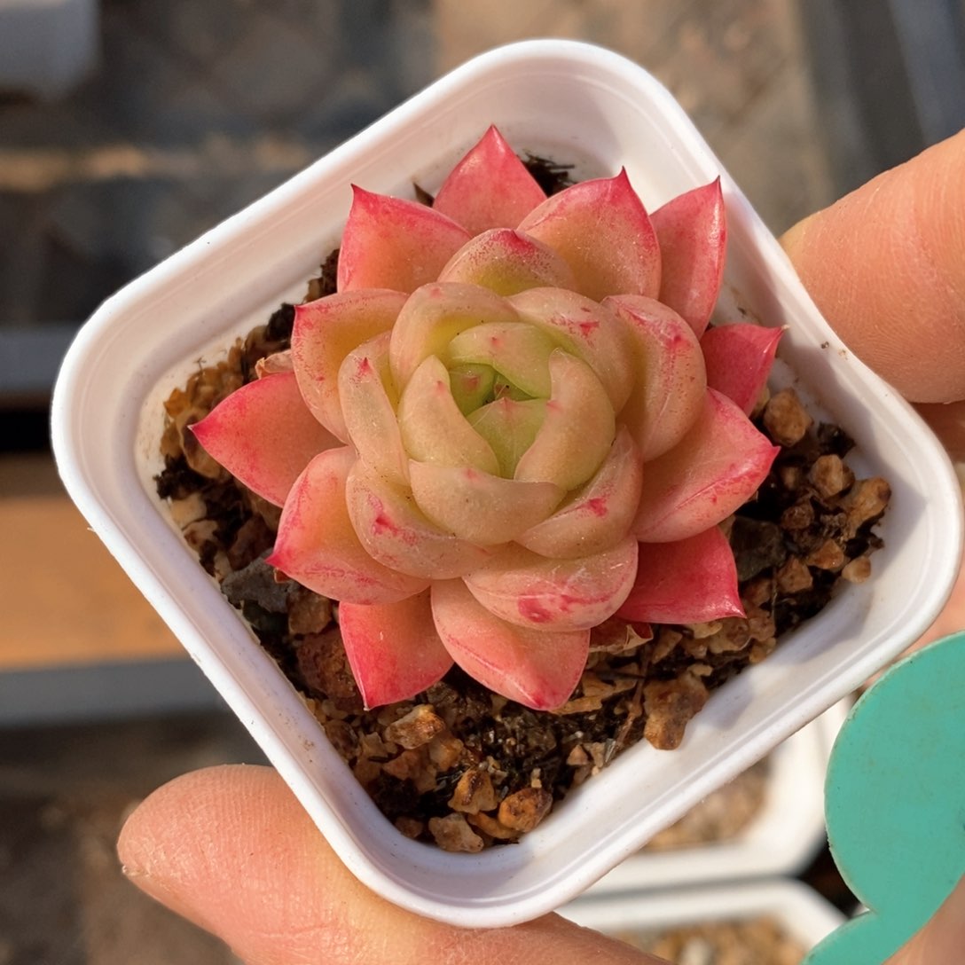 精品多肉一物一拍不包整156