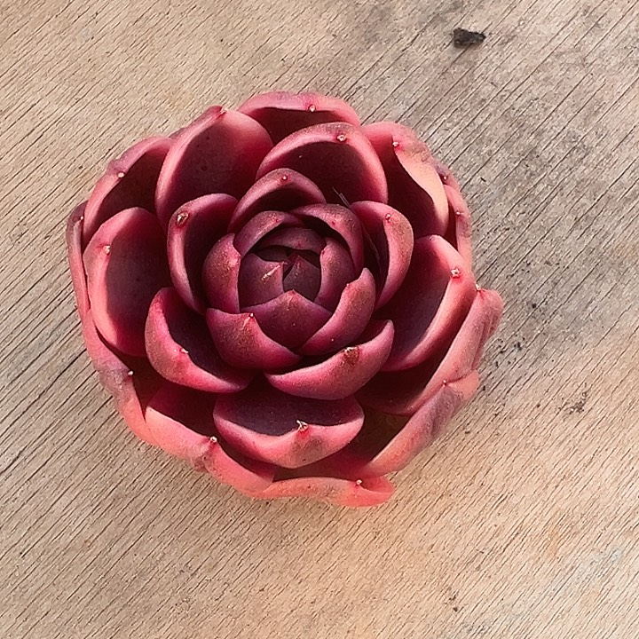 紫水晶锦多肉植物