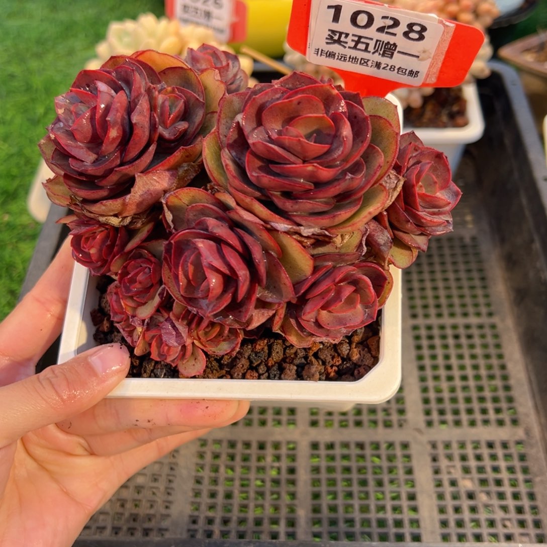 表妹精品多肉1028.