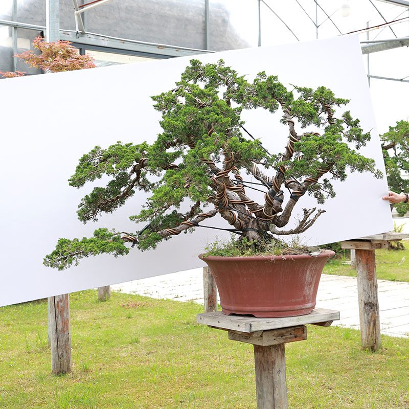 柏树盆栽基地直销日本济州真小纪州盆景苗办工室阳台室内033945