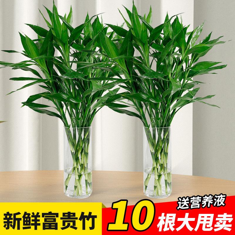 【招财富贵竹】富贵竹现摘水培水养绿植客厅室内吉祥转运绿竹包邮