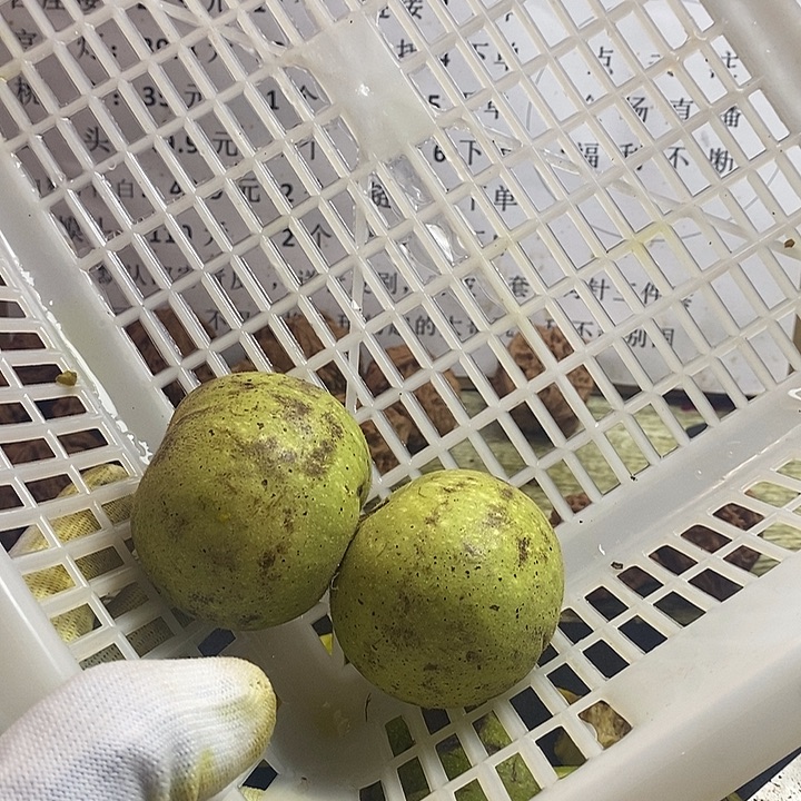 吊坠文玩核桃南瓜