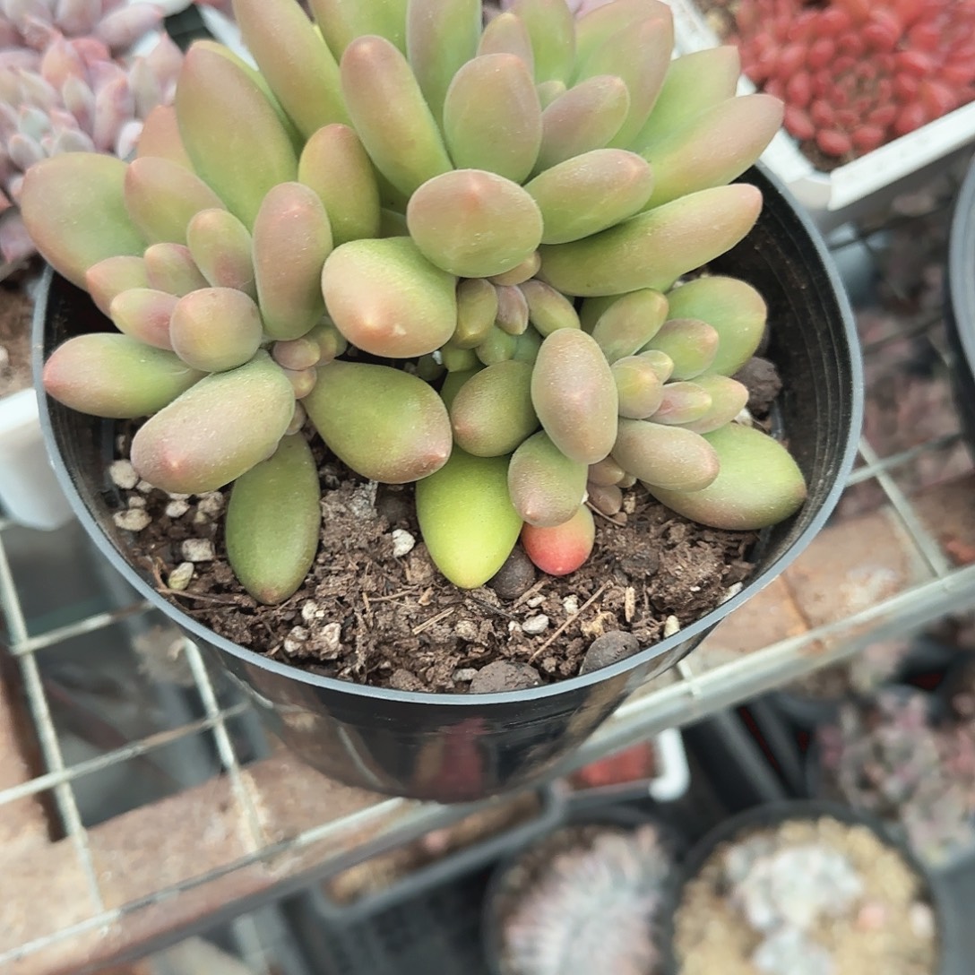 青蛙王子儿童牙膏套装。