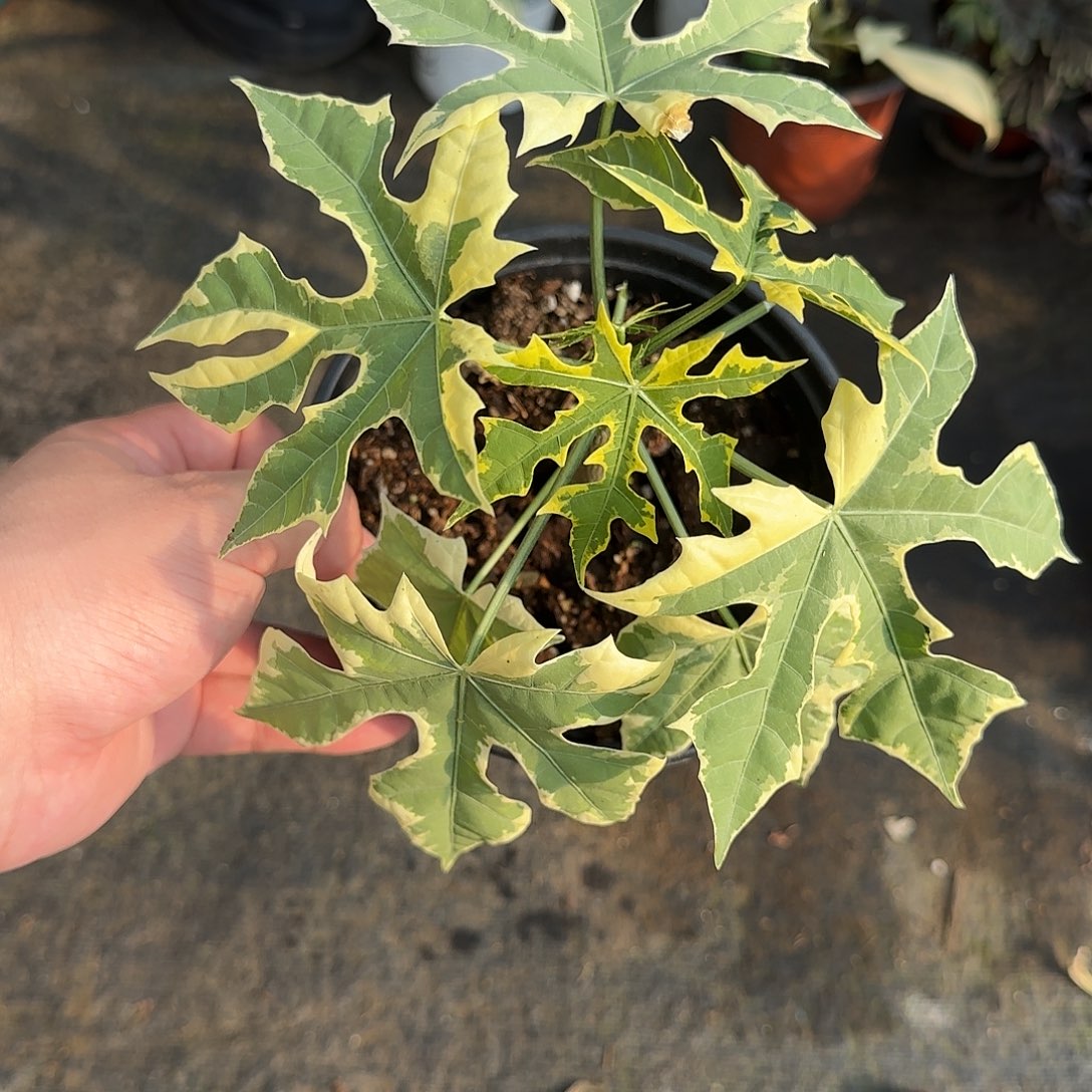 无花朵树菠菜锦树菠菜