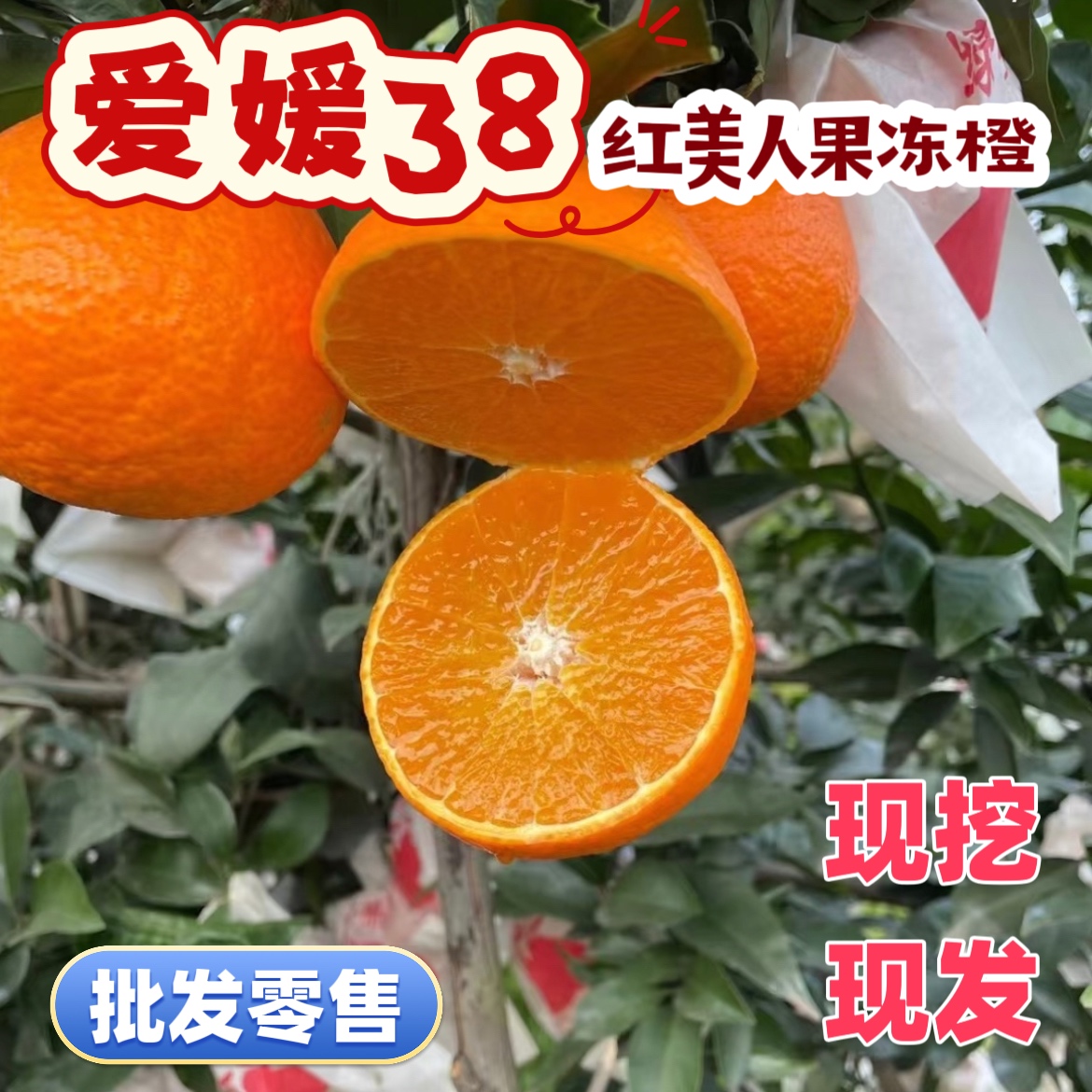 爱媛38号/果冻橙桔子/红美人裸根/杯苗现挖现发果树老师