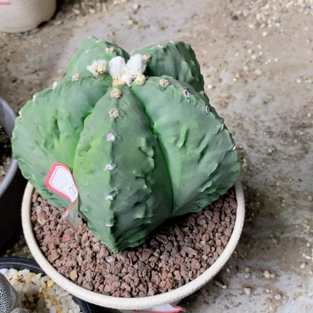 仙人球核桃鸾凤玉脱土发