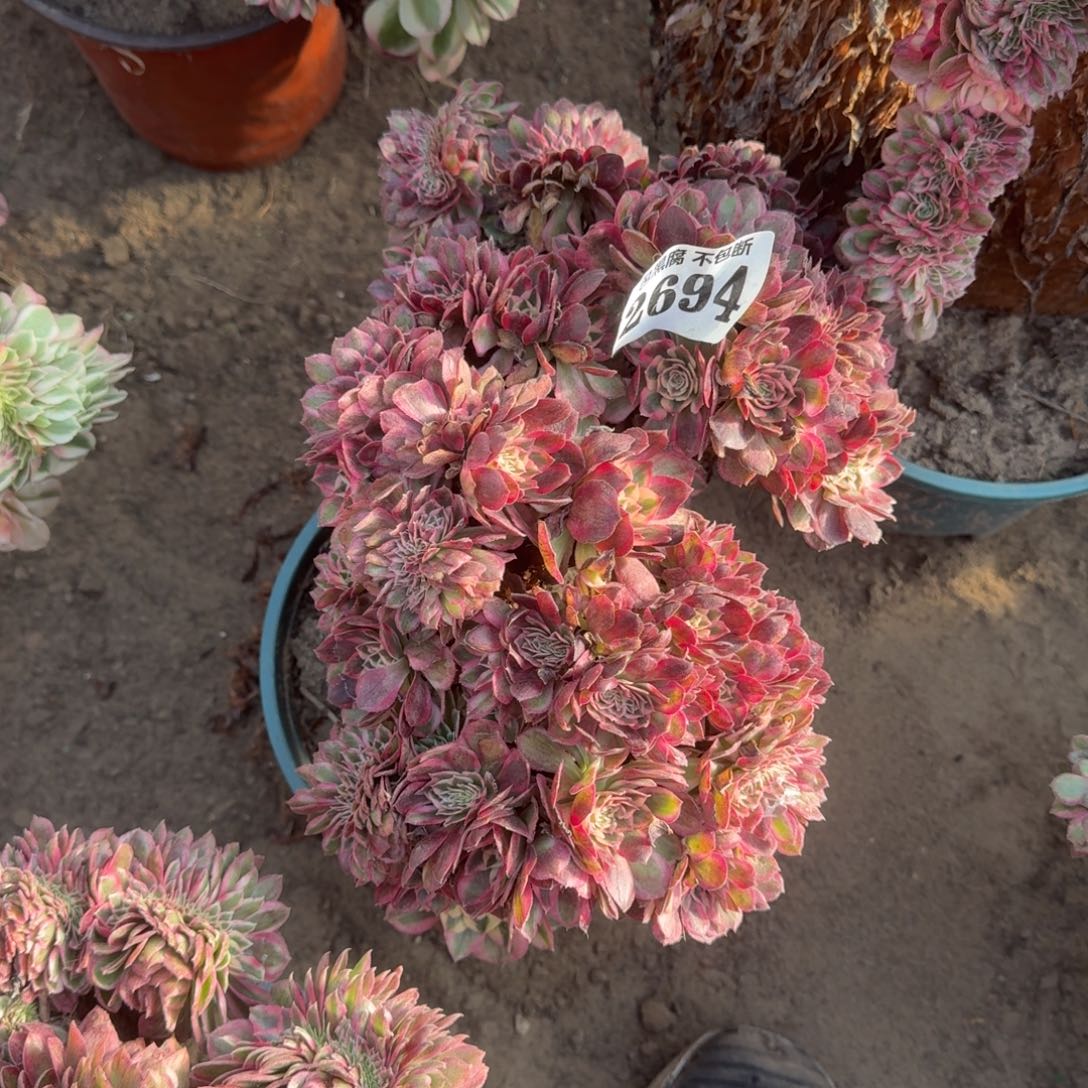 法师倾城缀2694 19-50