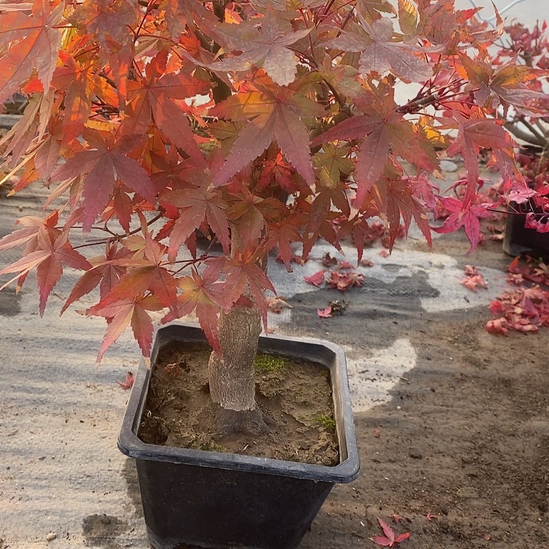 无花朵初星星枫树