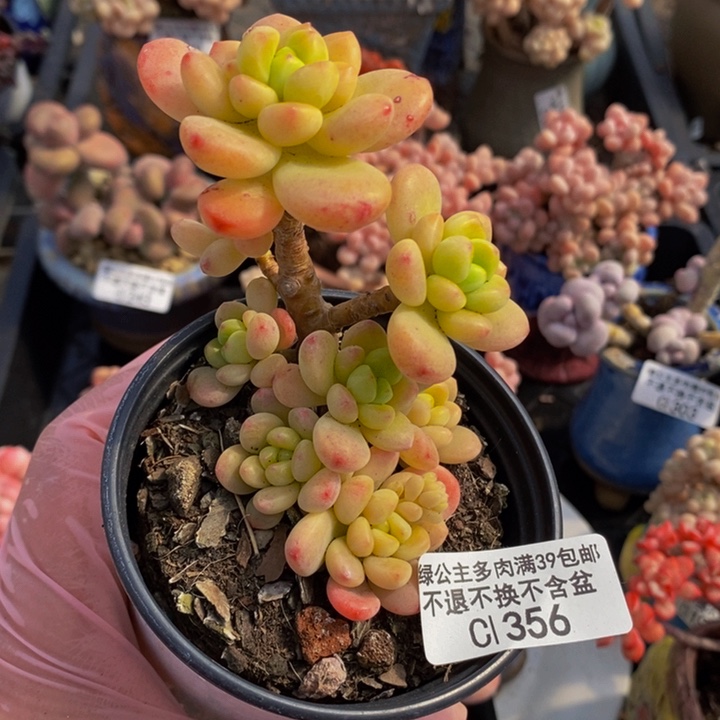 香格里拉6cm356多肉植物