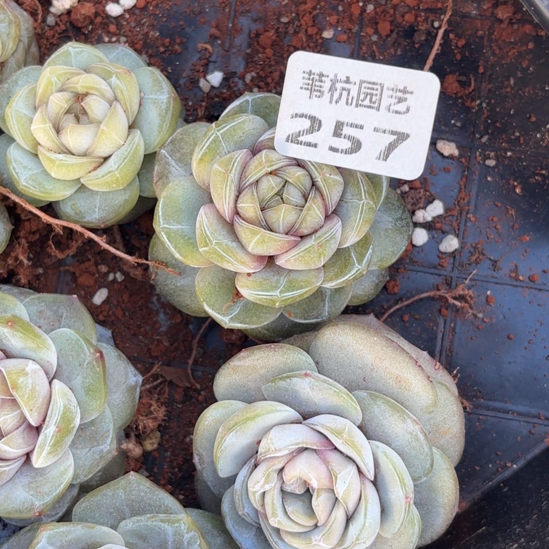 @***@257说实话是一部剧了笑