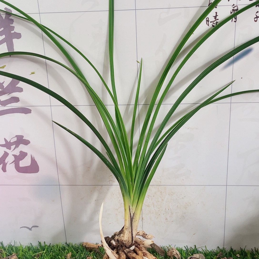 用***3完全开放兰花兰花