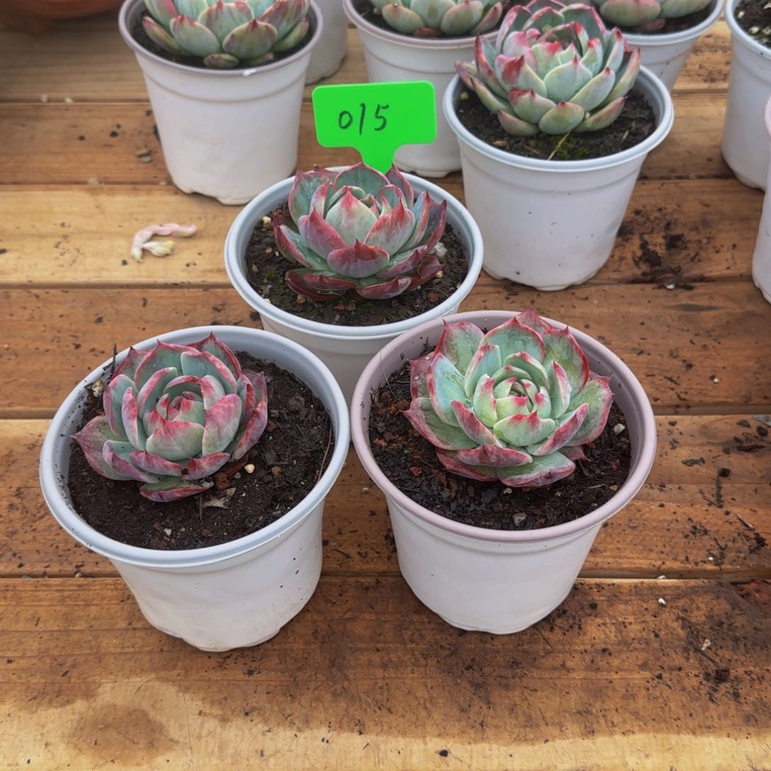 爱**亚组合套餐编号15号