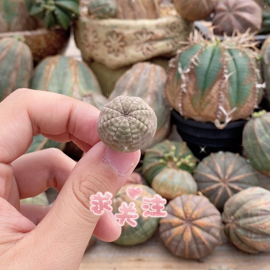欧系实生布纹球多肉植物