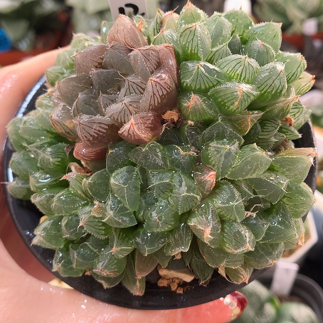 12号实生玉露带盆土