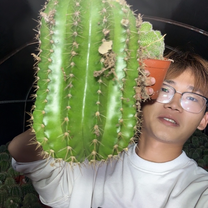 ****大量花朵（建议范围：8朵-15朵 或40%以上）彩草