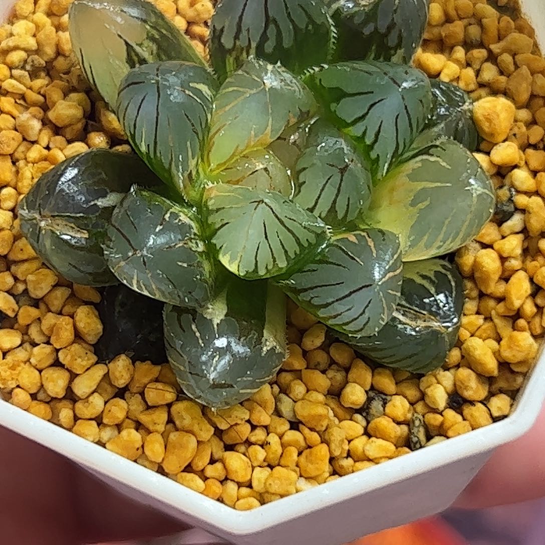 龙爪锦十二卷多肉植物