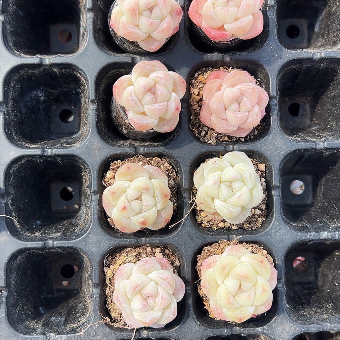 海***鱼白底，粉透，拍7发8