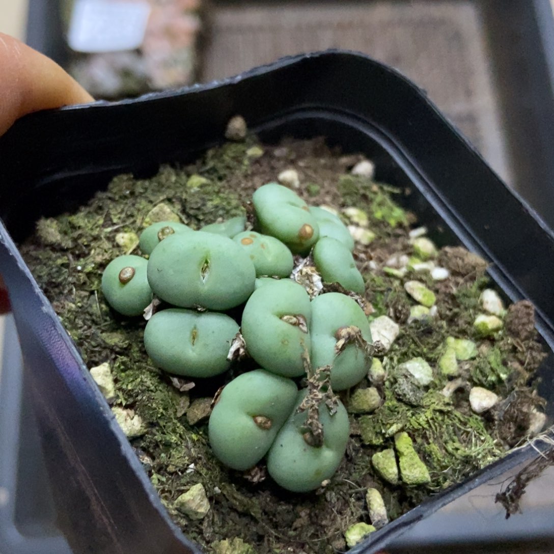 7296一盒七方紫花小饼