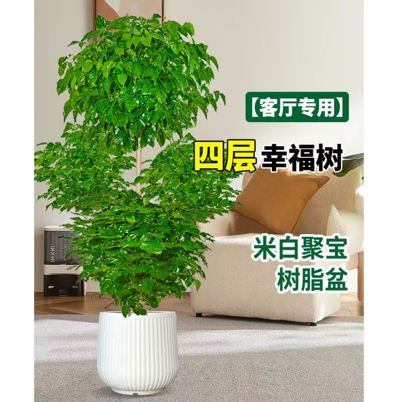 四层幸福树绿植大型盆栽老桩室内客厅四季常绿植物