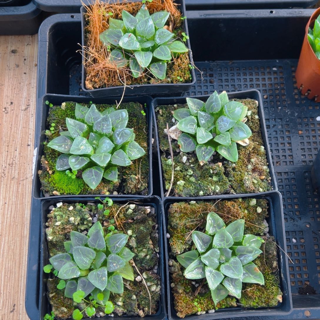 玻璃池田克玉露多肉多肉一颗