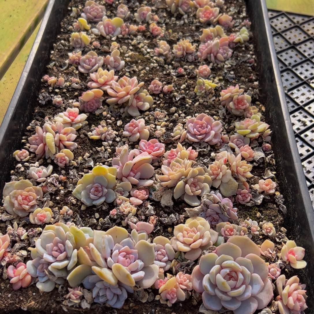 931多肉葡萄的味道真的是很