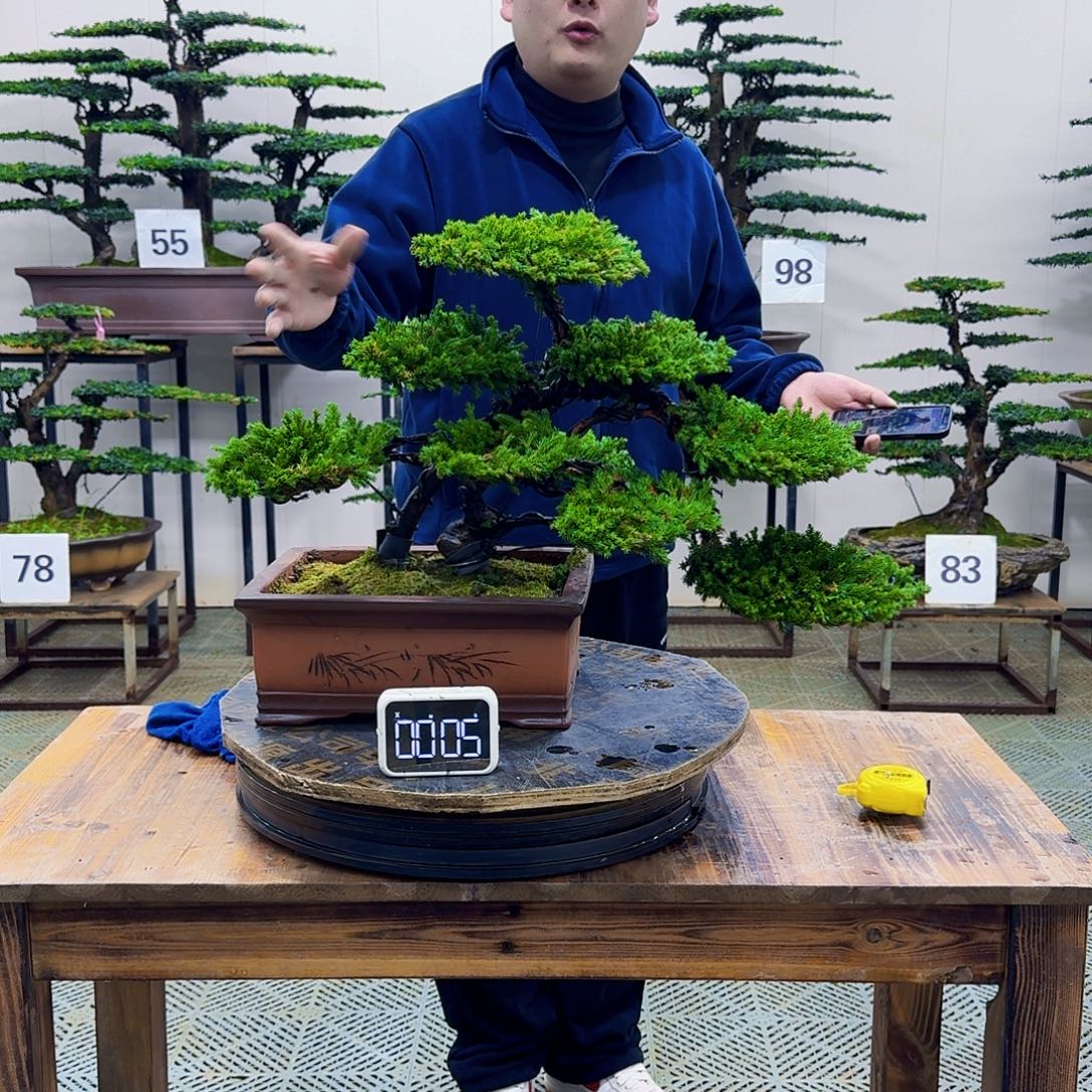 无花朵柏树造型盆景