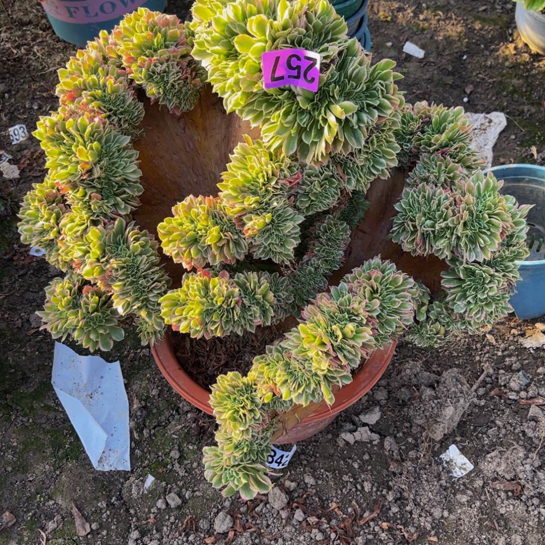 白凤法师26///_27包邮