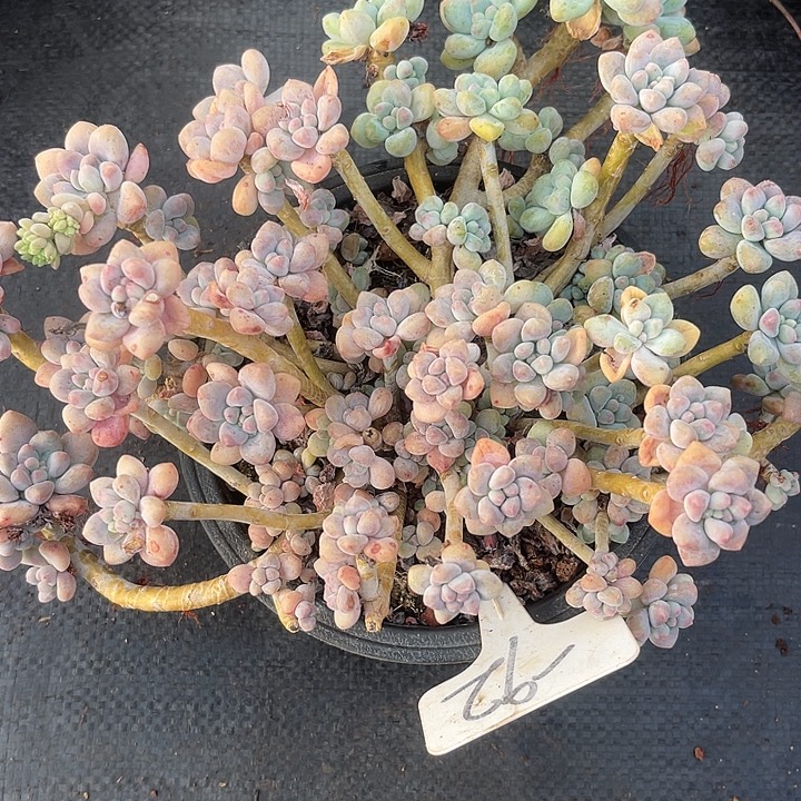 两单包邮，一物一拍，92蛋糕