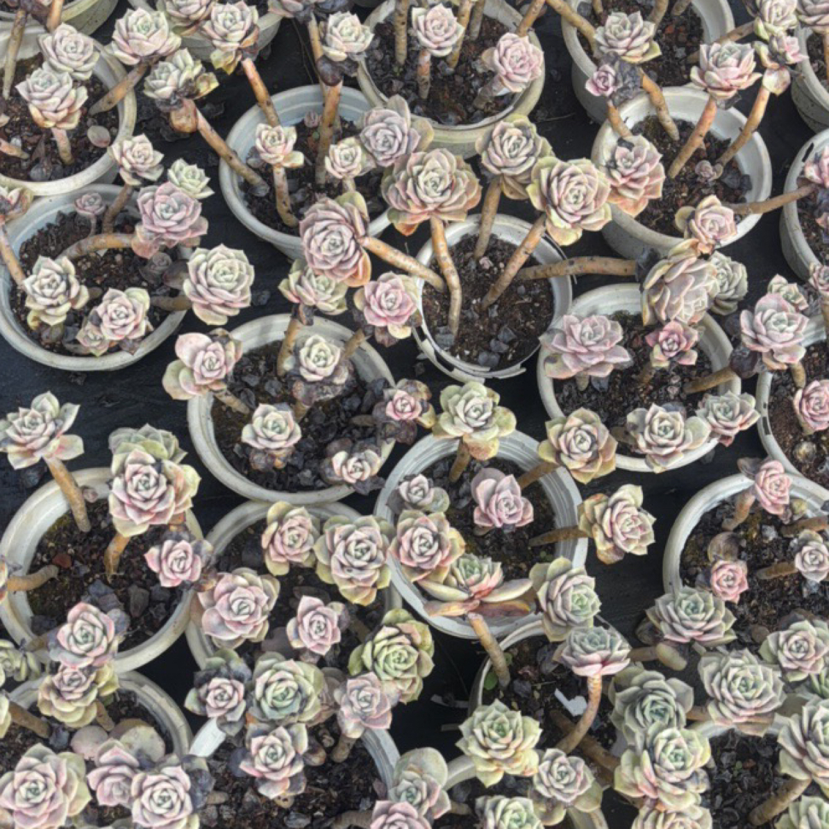 多肉植物框拍综合链接3