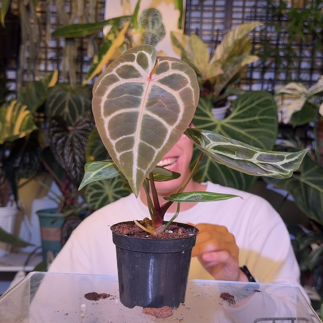 完全开放F829 神奇男孩杂流星雨