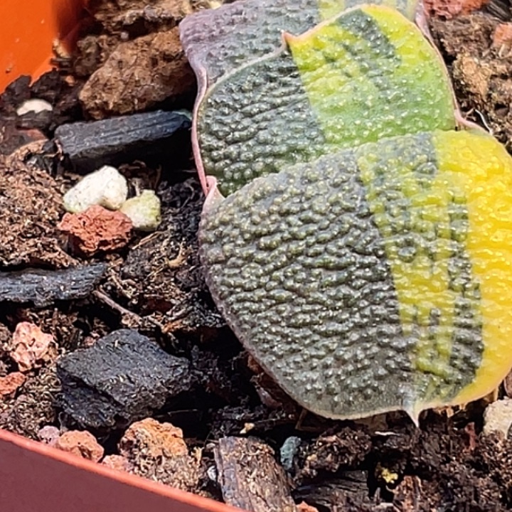 一物一拍竞拍福利拍