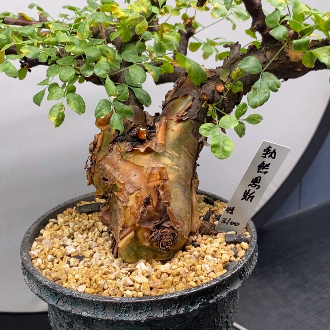 勃然恩斯黑皮橄榄产地熟桩
