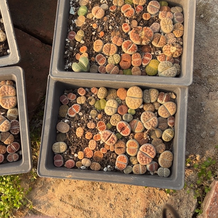 乐****生石花等植物的生长发育869