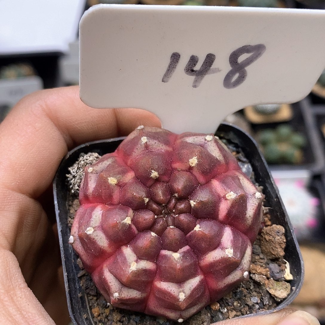 开播后我也不看什么