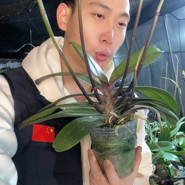 无花朵安娜4花剑蝴蝶兰