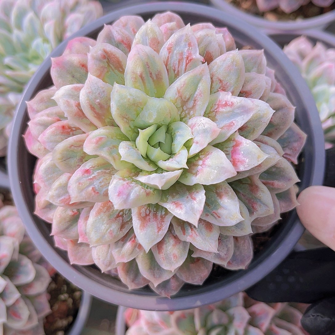 泡泡纱10公分9899888斤