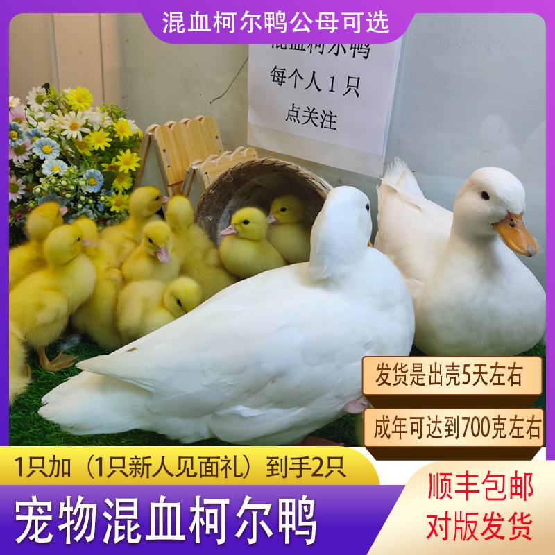 宠物柯尔鸭观赏鸭顺丰包邮