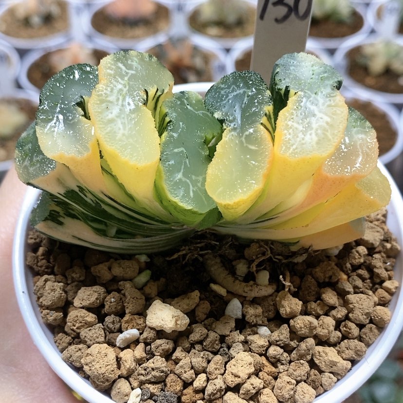 【闪购商品】130广重玉扇锦