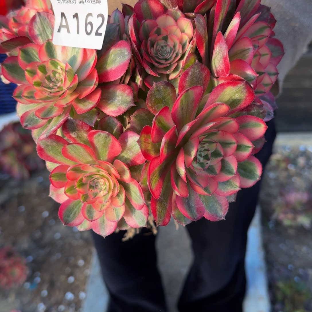 162有伤。多肉植物