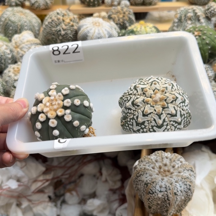 M***蔡兜星球仙人球822号