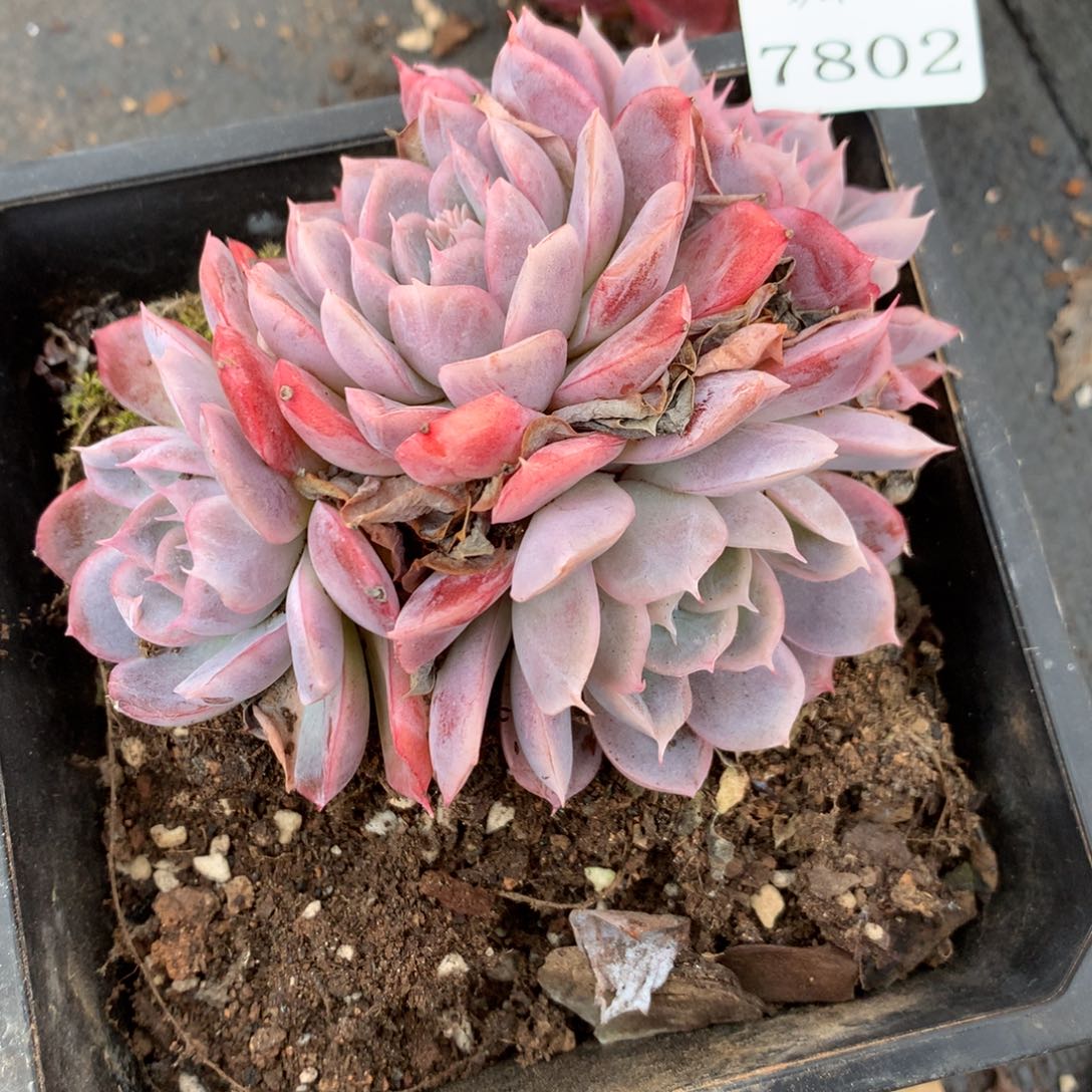 7802杂交多肉老桩