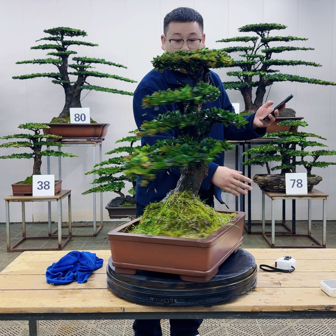 盆景罗汉松造型盆景