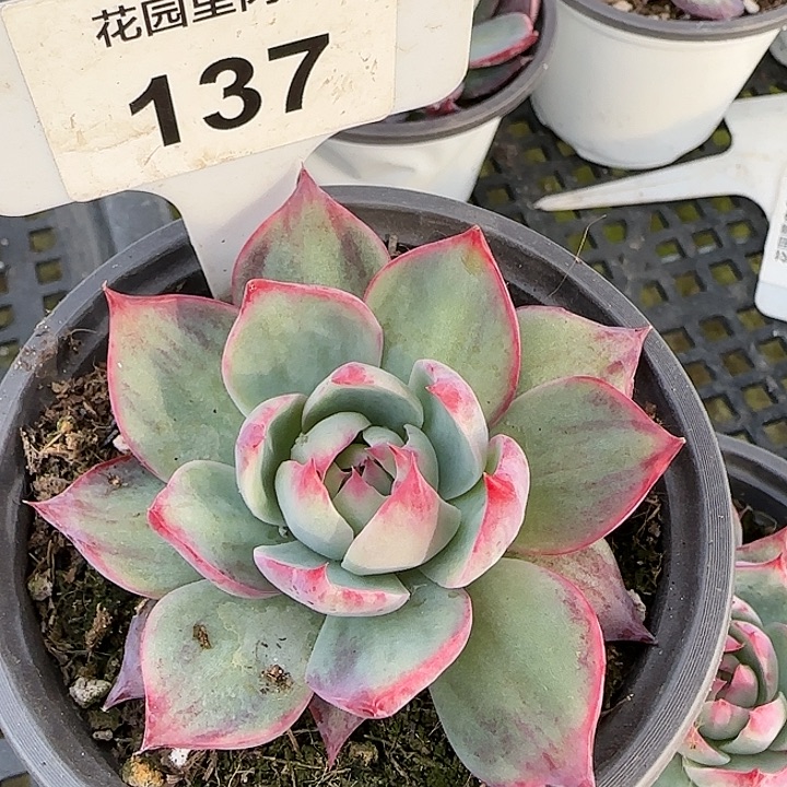 137 惊鸿仙子多肉植物6-9cm