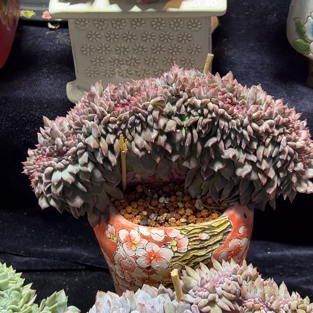 *****新年快乐 新年快乐